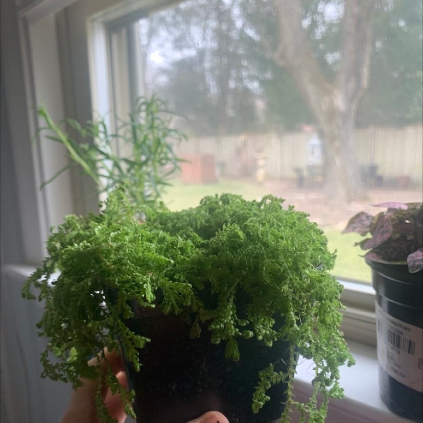 A healthy, lush Club Moss plant in a pot on a sunny windowsill, with fern-like green foliage.