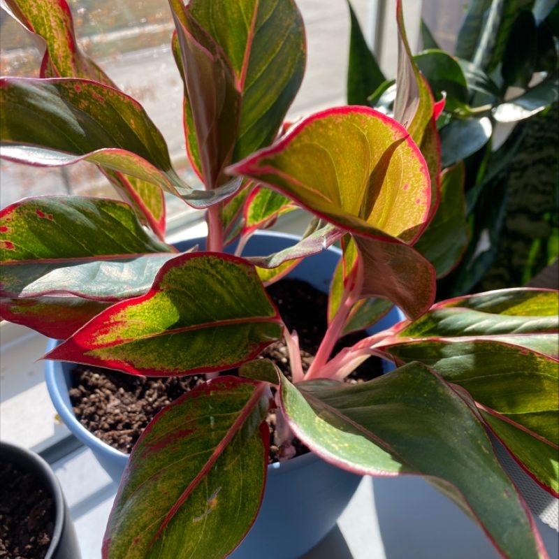 Photo of the plant species Red Siam Aurora Aglaonema by @elises named Eren on Greg, the plant care app