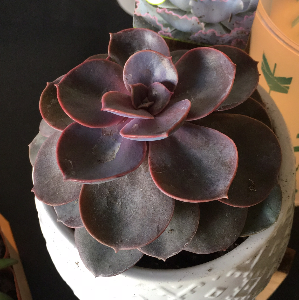 Echeveria Gibbiflora succulent in a white pot with purple-hued leaves.