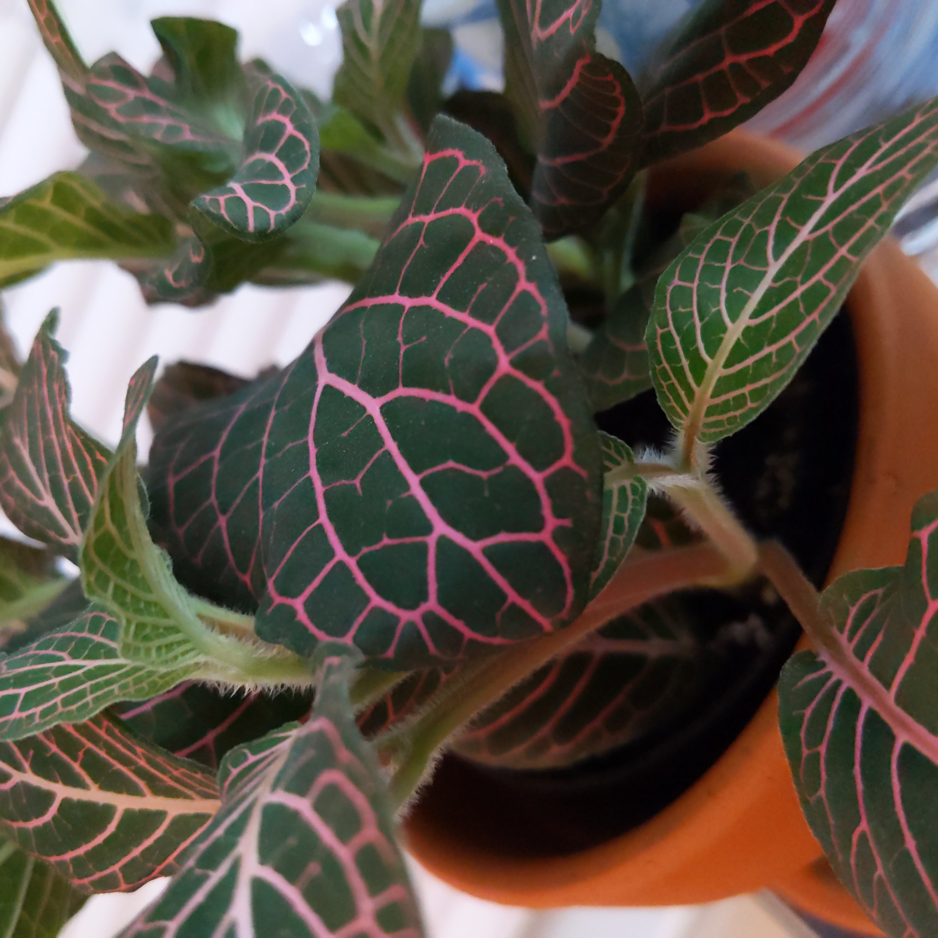 Red Anne Nerve Plant with pink veins on dark green leaves in a pot.