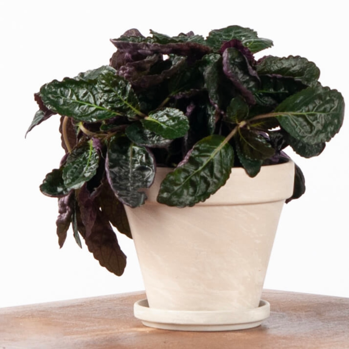 Photo of the plant species Waffle Plant by @ParagonofRosea named Lia on Greg, the plant care app