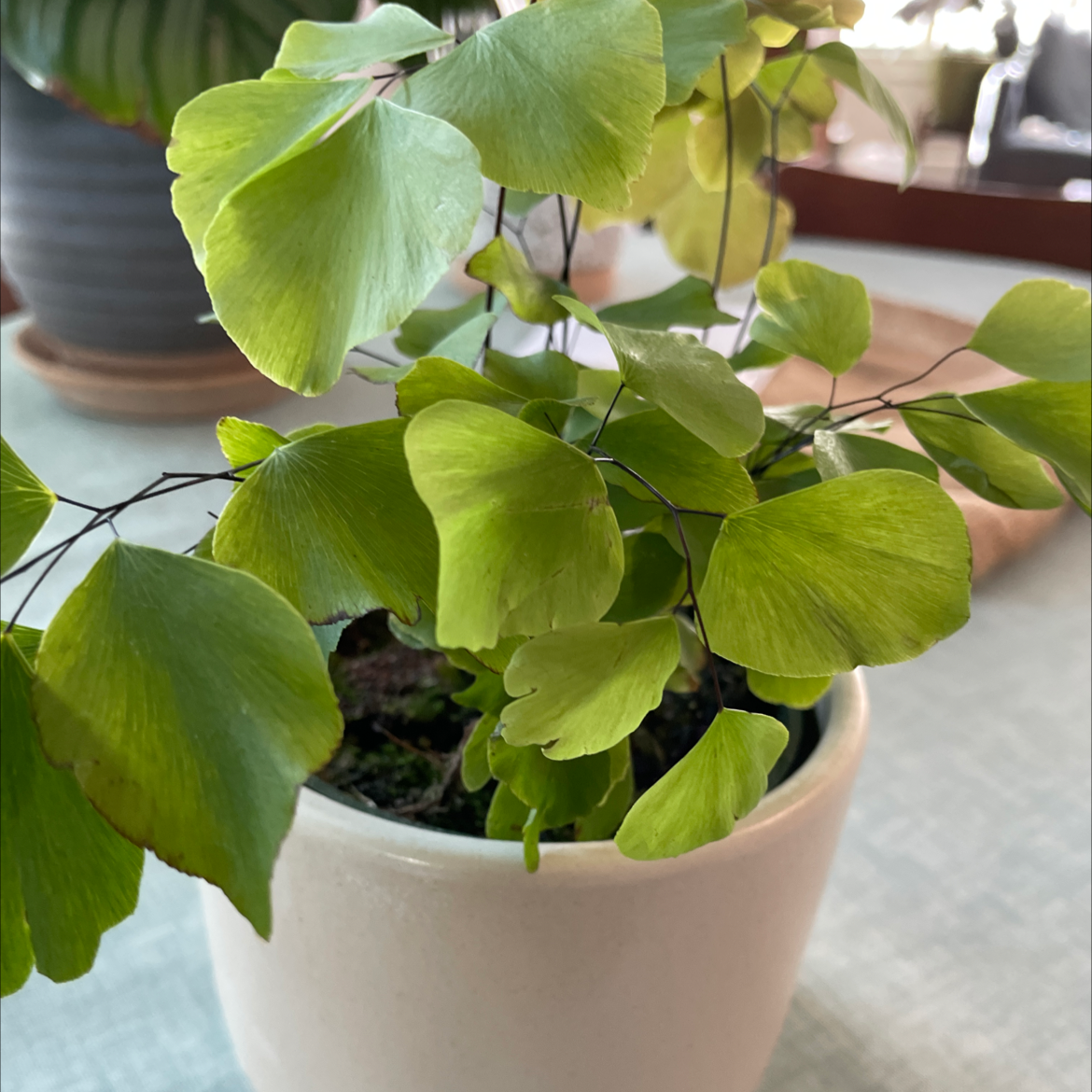 Photo of the plant species Peruvian Maidenhair Fern by @aliciadear named Fernando on Greg, the plant care app
