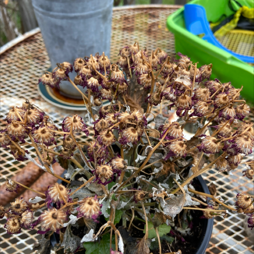 Photo of the plant species Golden Ragwort by @GodsendSeaaster named Baesil on Greg, the plant care app
