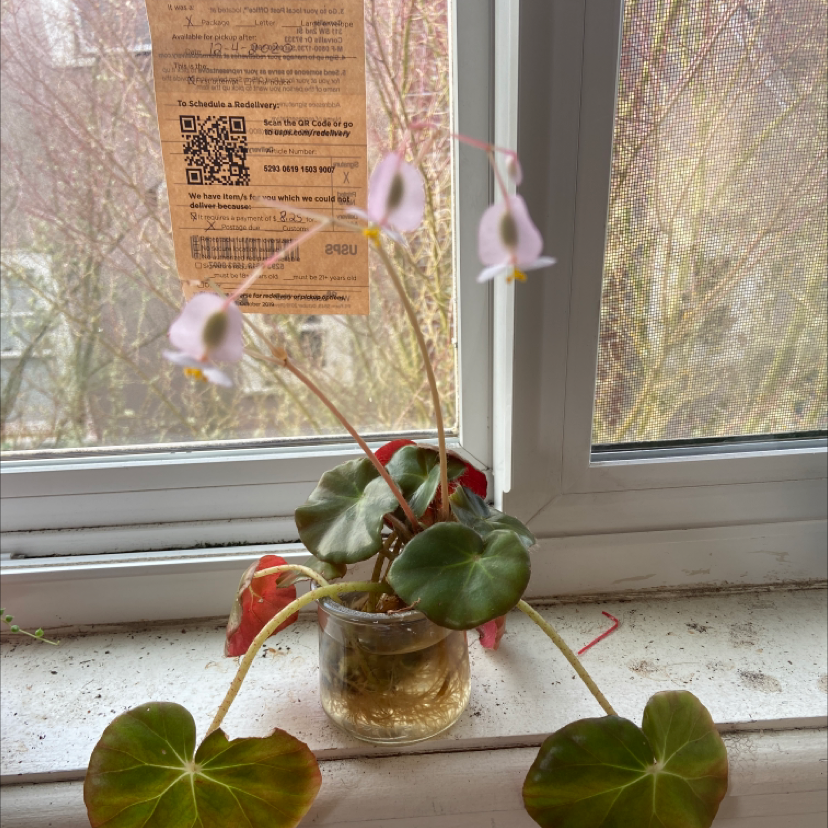 Photo of the plant species Hardy Begonia by Lisette named Luna on Greg, the plant care app