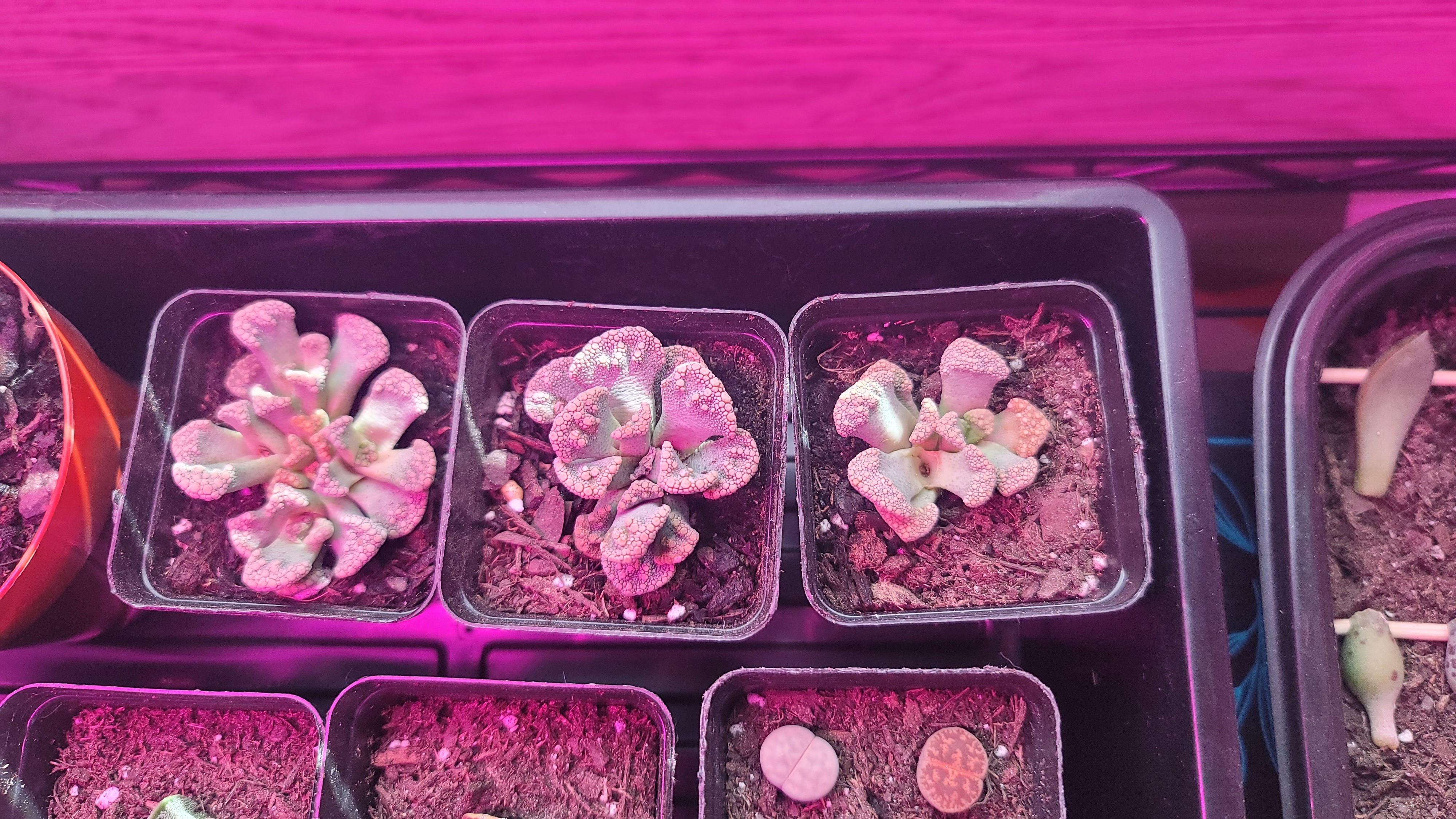 Several small Lithops plants in individual pots under pink grow lights. Soil is visible.