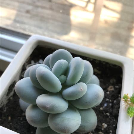 Photo of the plant species Echeveria 'Roundleaf' by Jw named ChloroPhil on Greg, the plant care app
