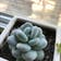 Calculate water needs of Echeveria 'Roundleaf'