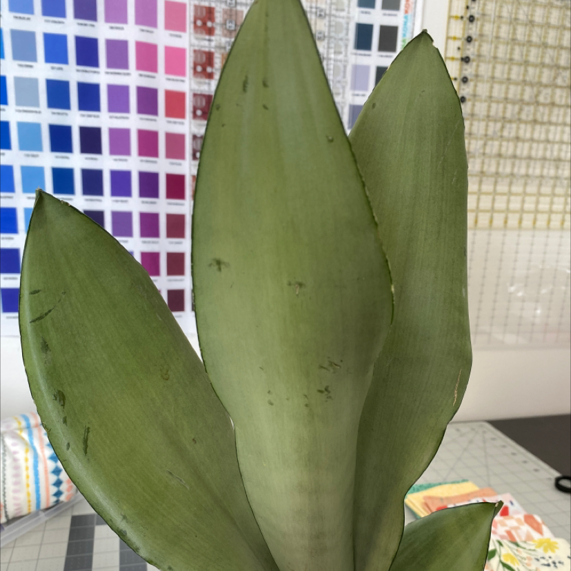 Silver Snake Plant with broad, upright leaves against a background with a color chart and fabric swatches.