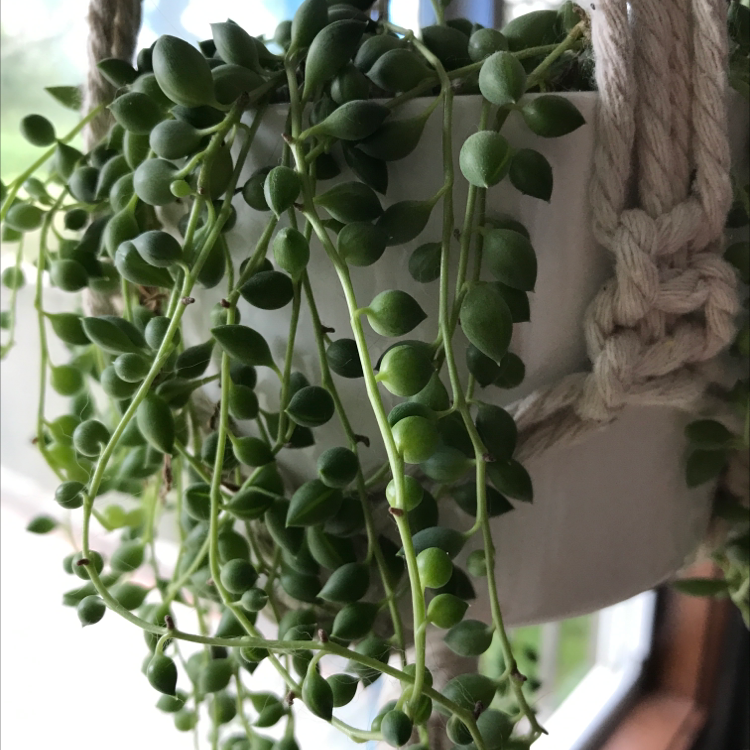 Photo of the plant species String of Pearls by @JW named Denali on Greg, the plant care app