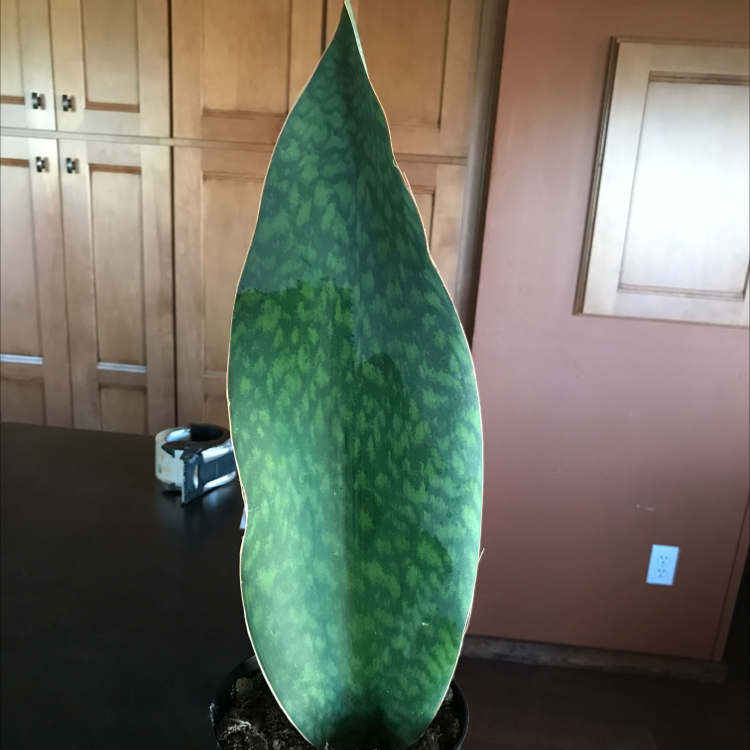 Photo of the plant species Whale Fin Snake Plant by @JW named Tree Diddy on Greg, the plant care app