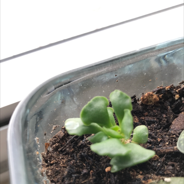 Small Pillow Feet Crinkle Leaf Plant in a glass container with visible soil.