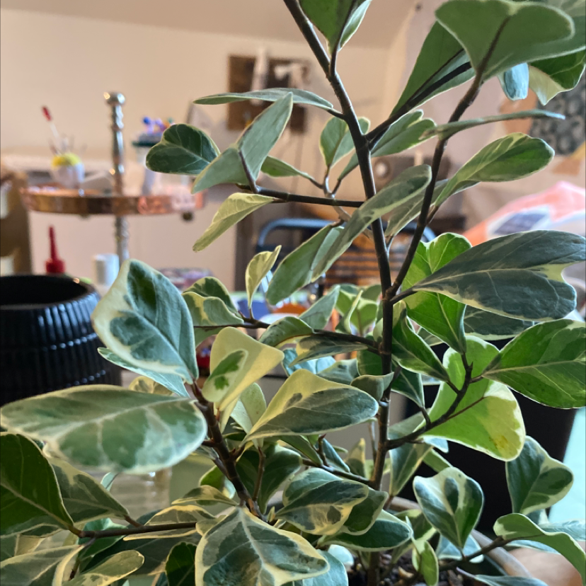 Ficus triangularis 'Variegata' plant with variegated leaves, healthy appearance.