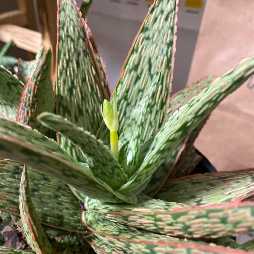 Pink Blush Aloe plant with variegated leaves and new growth in the center.