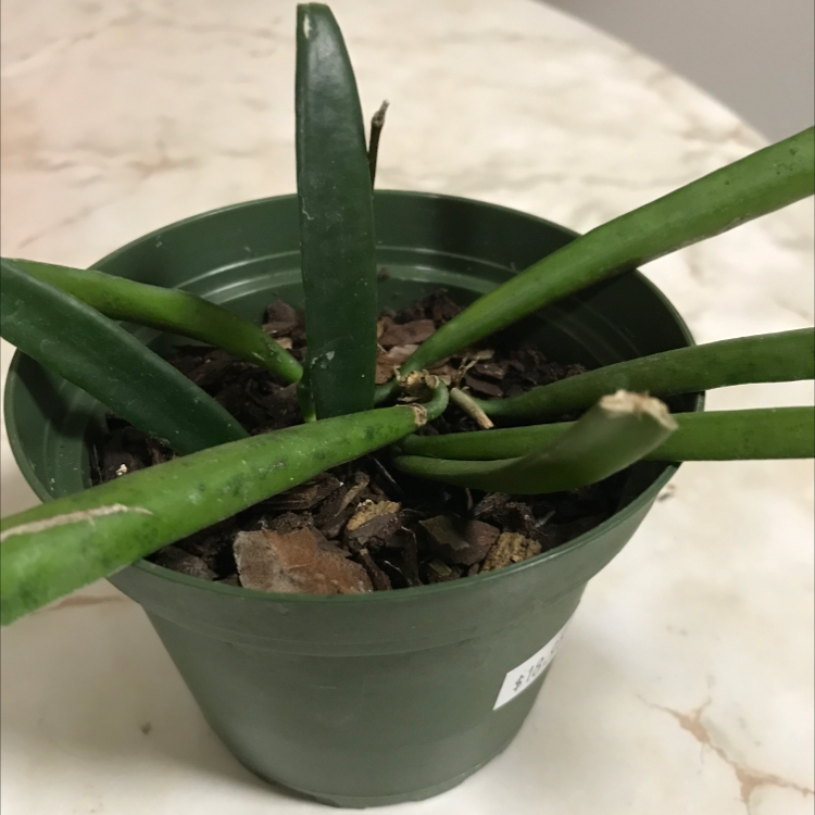 Hoya shepherdii plant in a green pot with visible soil and healthy elongated leaves.