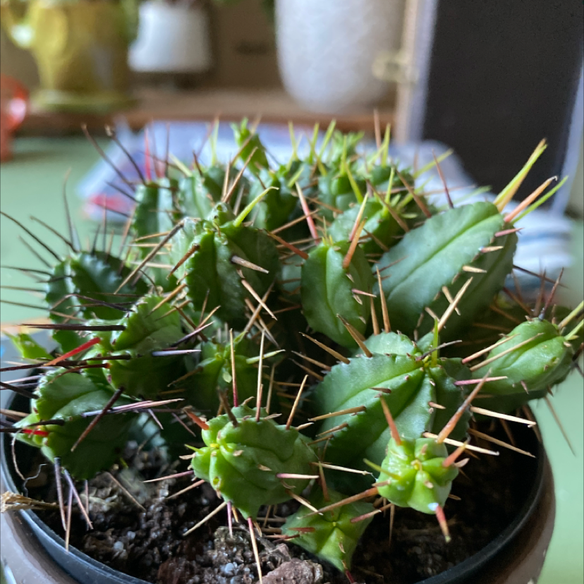 Photo of the plant species Pincushion Euphorbia by @JW named Studio-Baesil on Greg, the plant care app