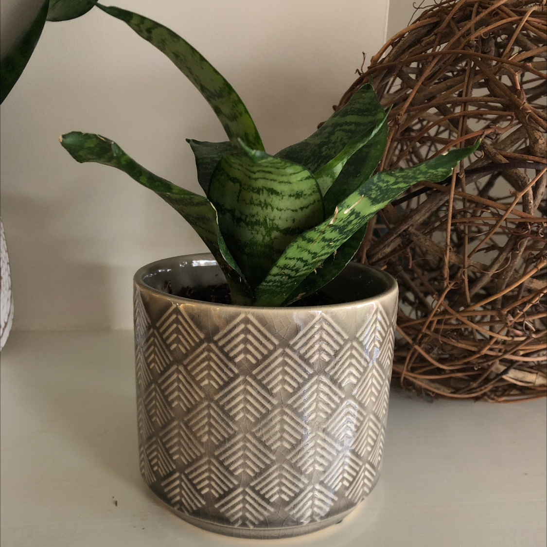 Bird's Nest Snake Plant in a decorative pot with healthy green leaves.