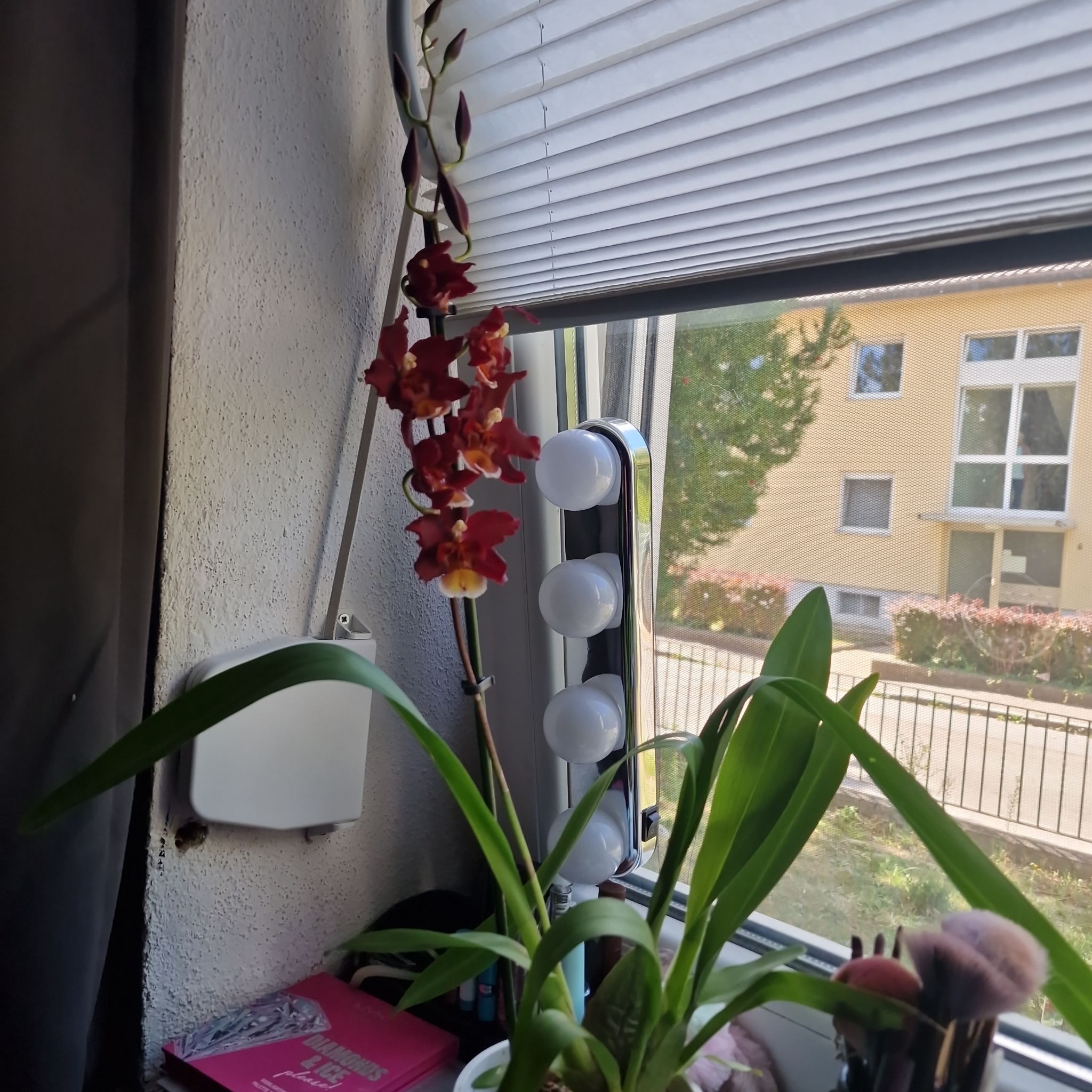 Photo of the plant species Variable Maxillaria by @DiscipleGutweed named Meh on Greg, the plant care app