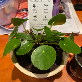 Chinese Money Plant plant in Somewhere on Earth