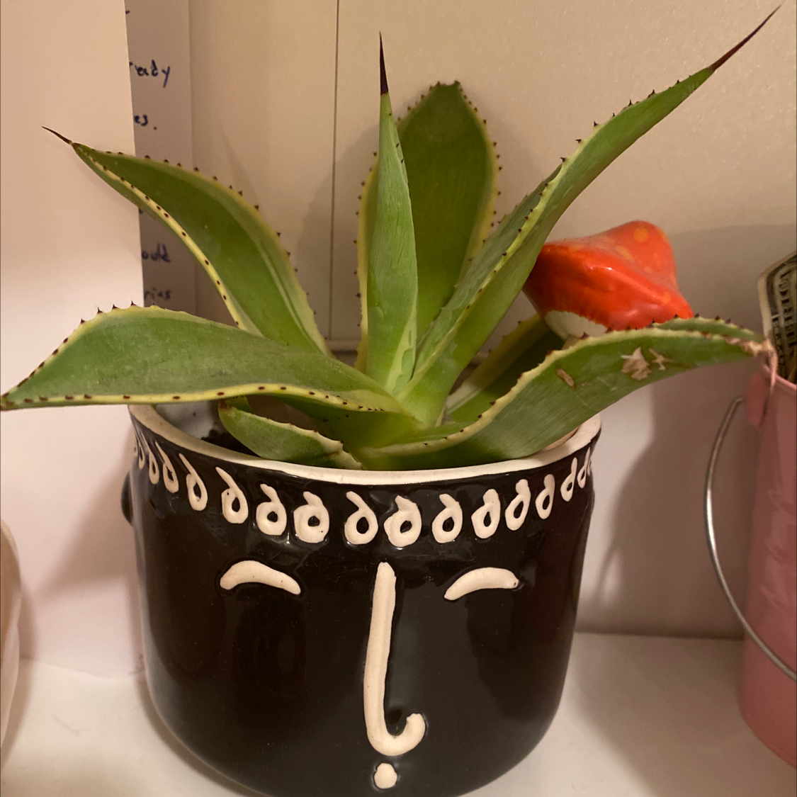 Healthy potted century plant with thick green leaves and a red flower bud in a decorative black ceramic planter