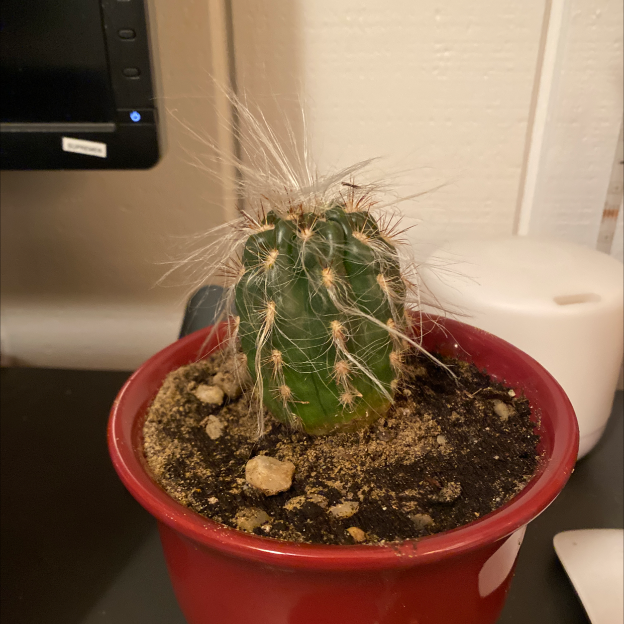 Peruvian Old Man Cactus in a red pot with visible soil, appears healthy.