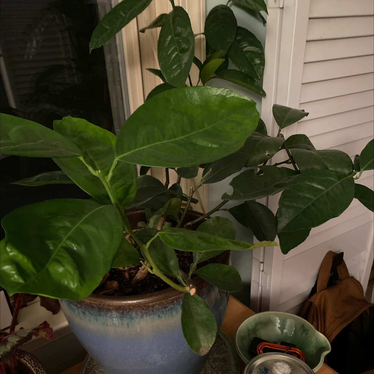 Potted Orange Tree with broad, glossy green leaves in a blue pot near a window.