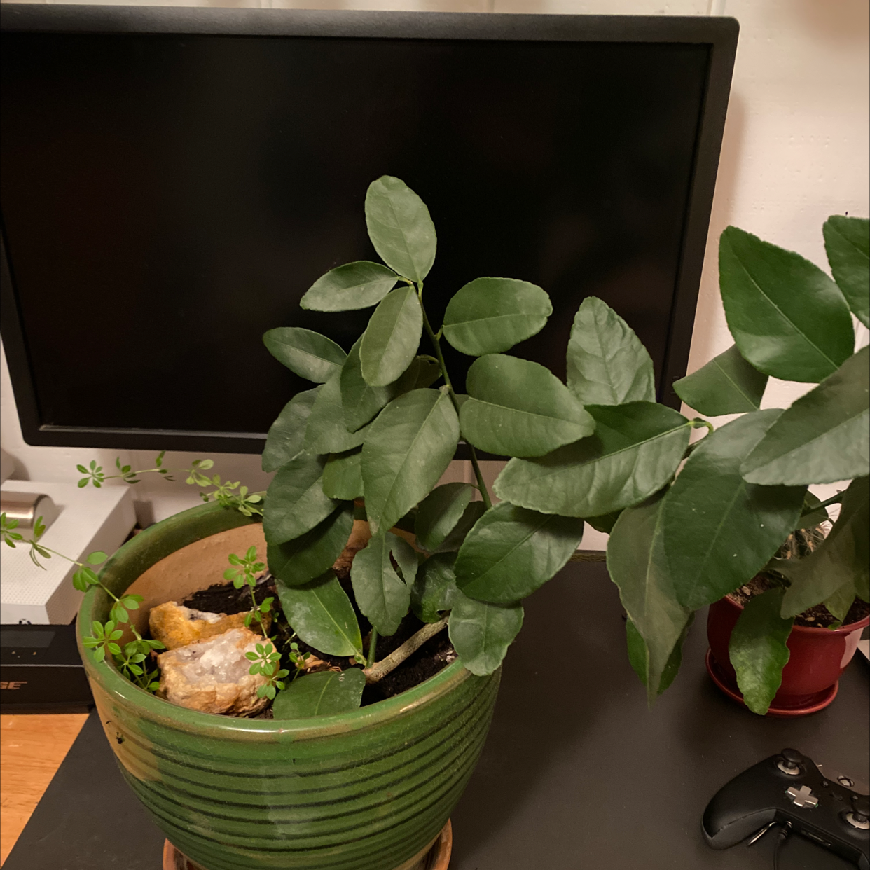 Potted Key Lime Tree with healthy green leaves, visible soil, and no flowers.