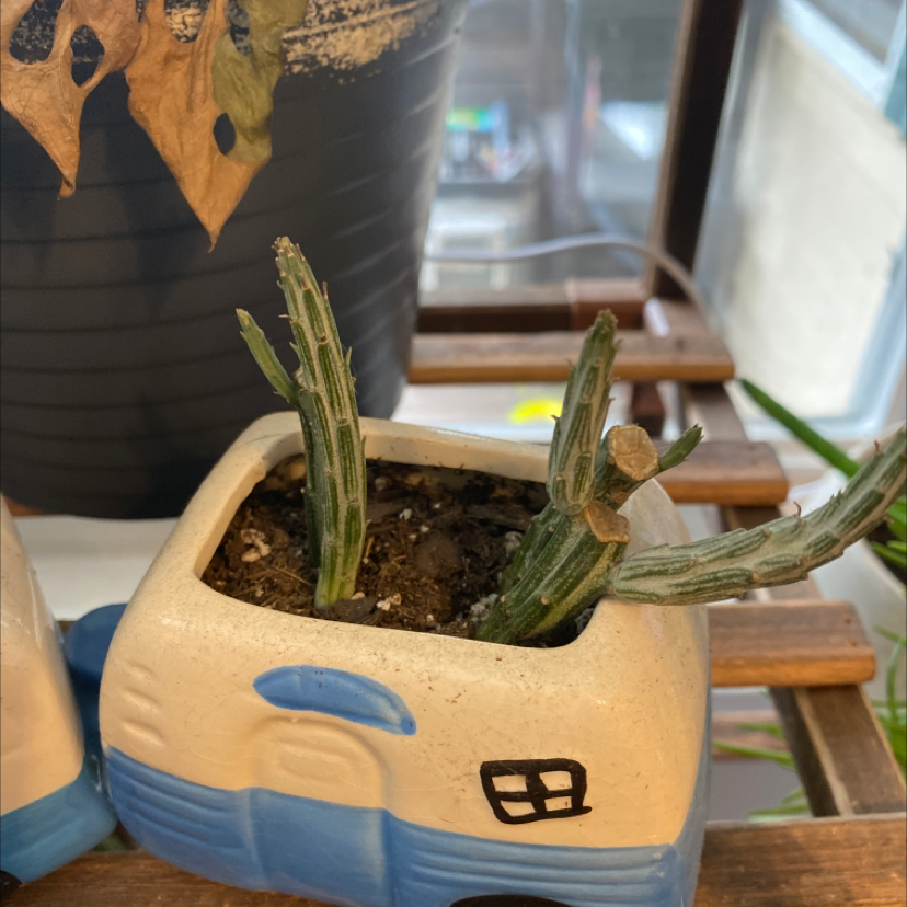 Photo of the plant species Stapelia divaricata by @amarie0604 named Your plant on Greg, the plant care app