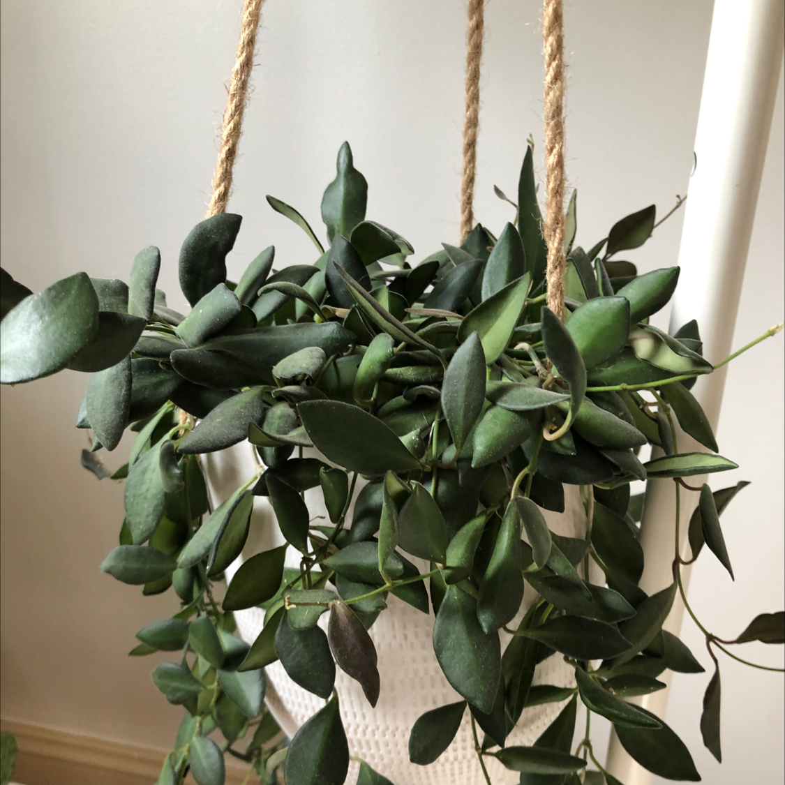 Hoya bilobata | A plant by @PrimoNeem on Greg