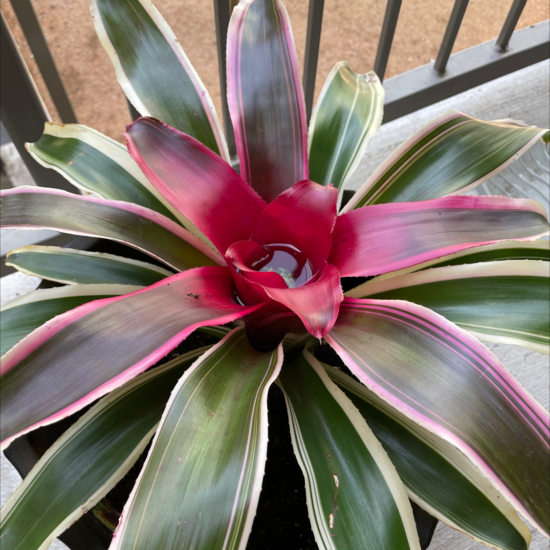 Photo of the plant species Blushing Bromeliad by @ReadySetMo named Bromeliad on Greg, the plant care app