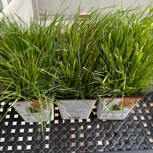 Wheatgrass plant photo by @ReadySetMo named Catgrass x3 on Greg, the plant care app.