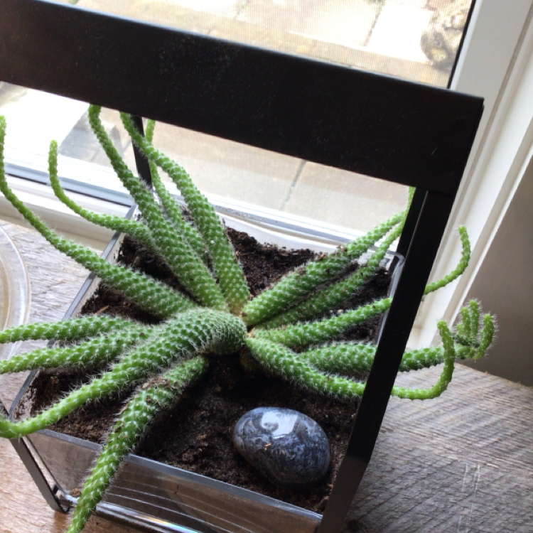 Photo of the plant species Octopus Arms by @ArdentFlatpea named Octopus on Greg, the plant care app