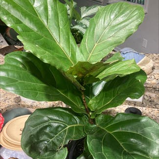 Fiddle Leaf Fig plant in Charleston, South Carolina