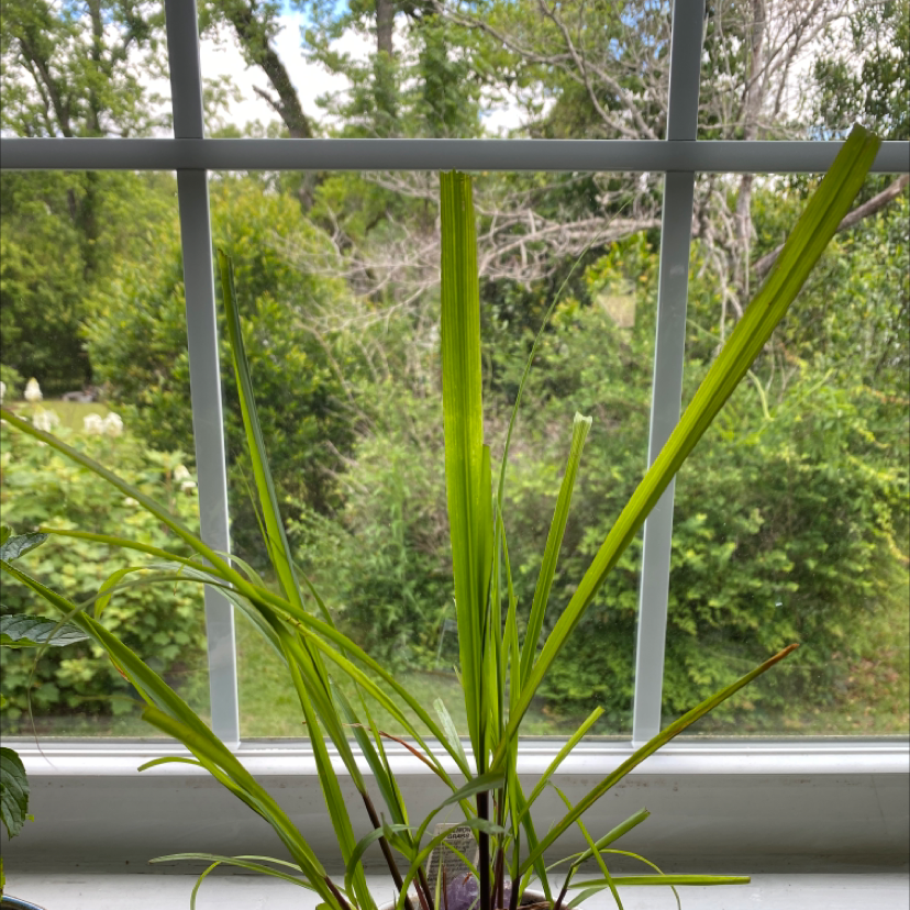 Lemon Grass plant on a windowsill with green leaves and outdoor greenery visible.