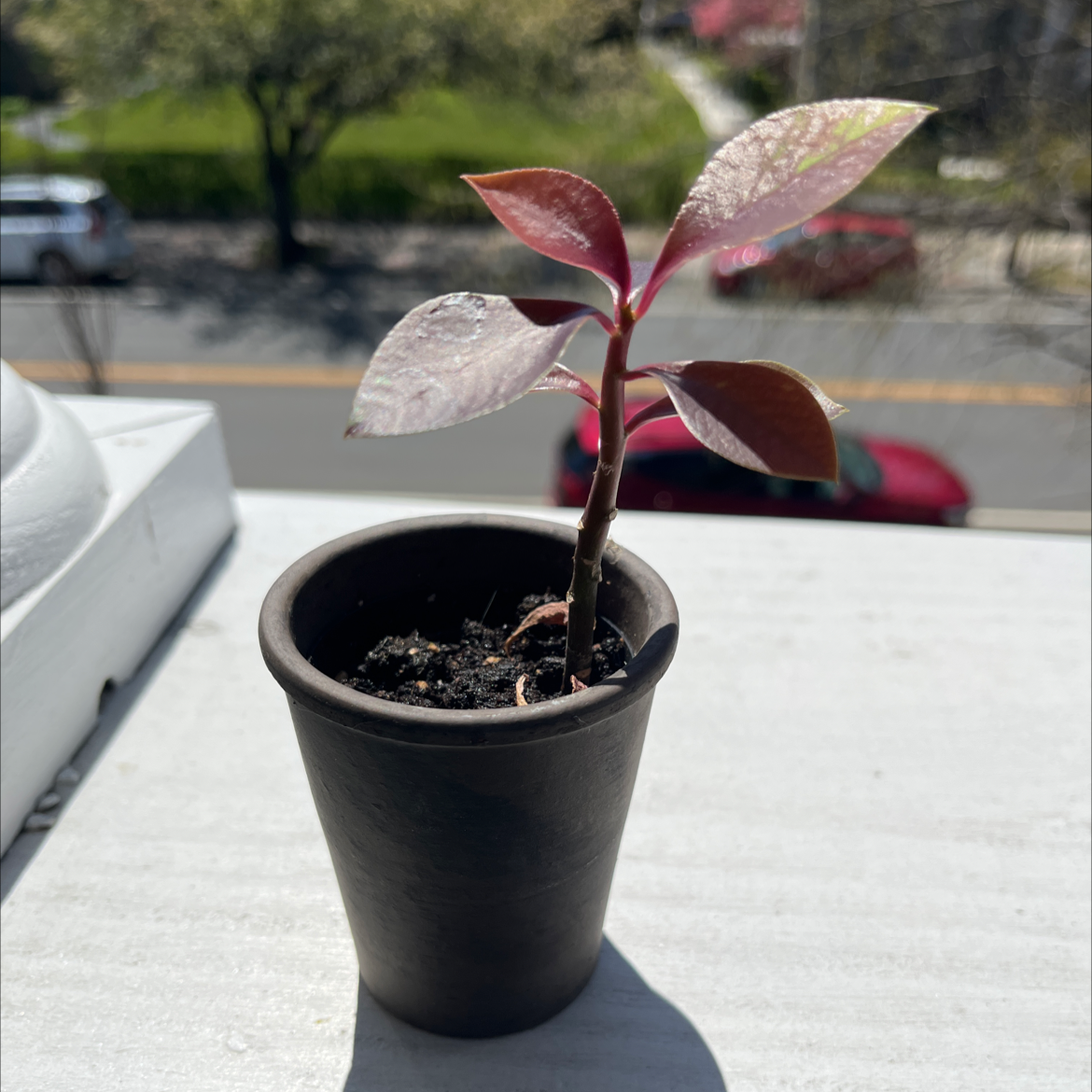 Small potted plant with reddish leaves placed outdoors on a flat surface.