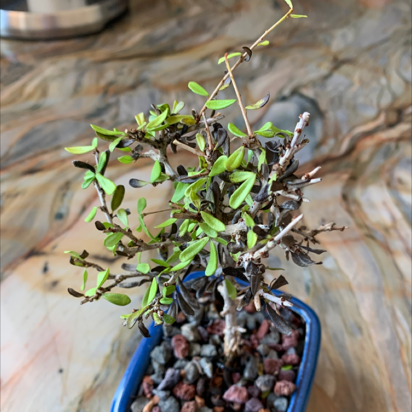 Photo of the plant species Mingimingi by @NotableRubyball named Bonsai on Greg, the plant care app