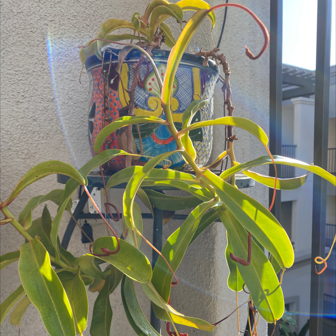 Basket Plant in a decorative pot with long, green leaves and a building in the background.