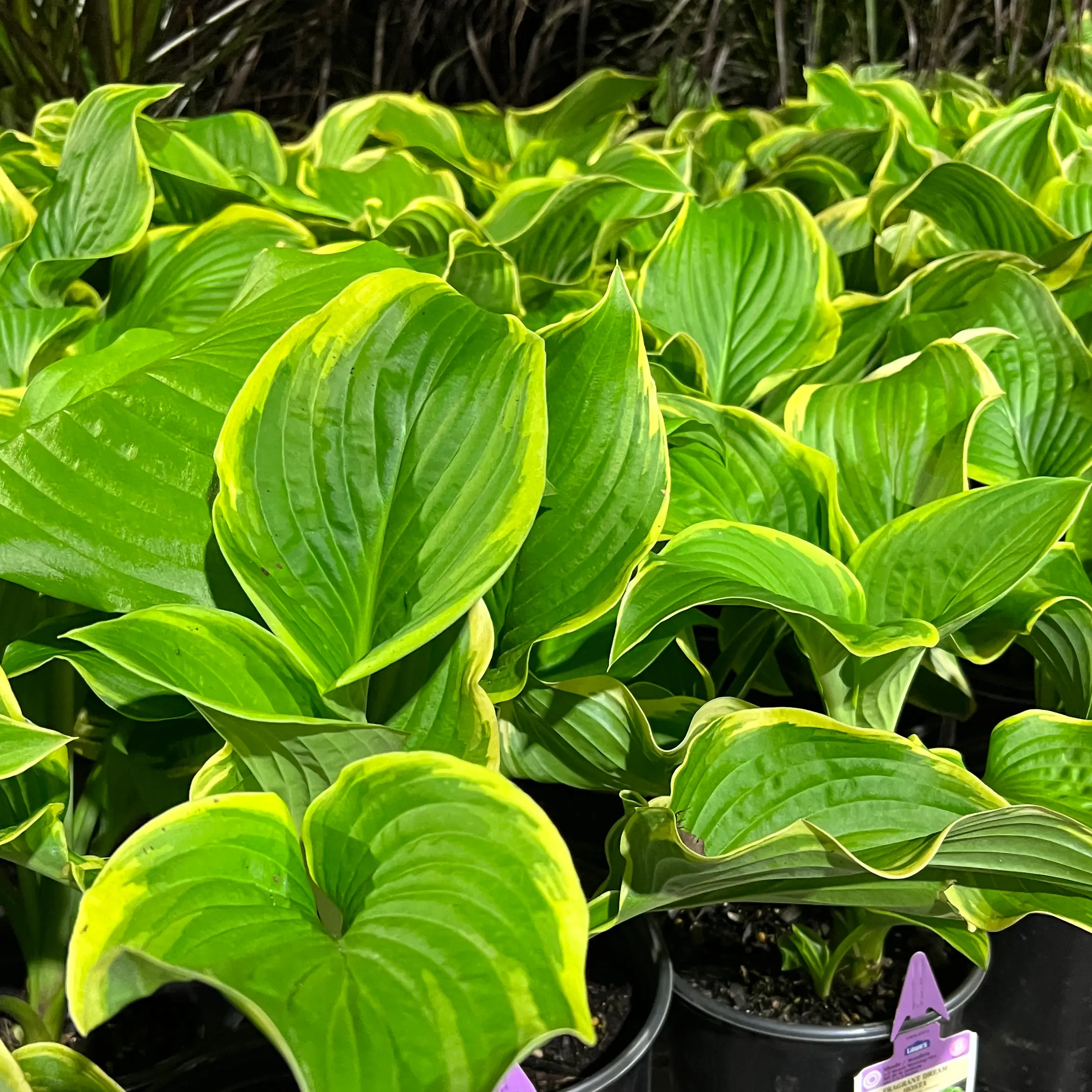 Photo of the plant species Dream Queen Hosta by @MotherEllisia named Your plant on Greg, the plant care app