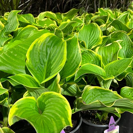 Photo of the plant species Dream Queen Hosta by Motherellisia named Your plant on Greg, the plant care app