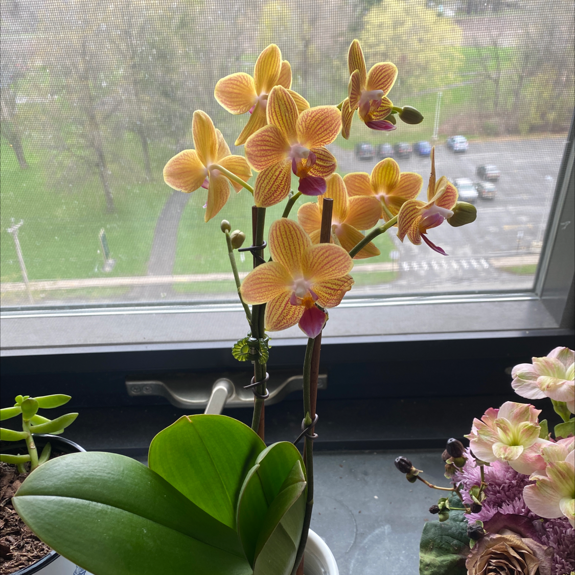 Moon Orchid with vibrant yellow and pink flowers, healthy leaves, and visible soil.