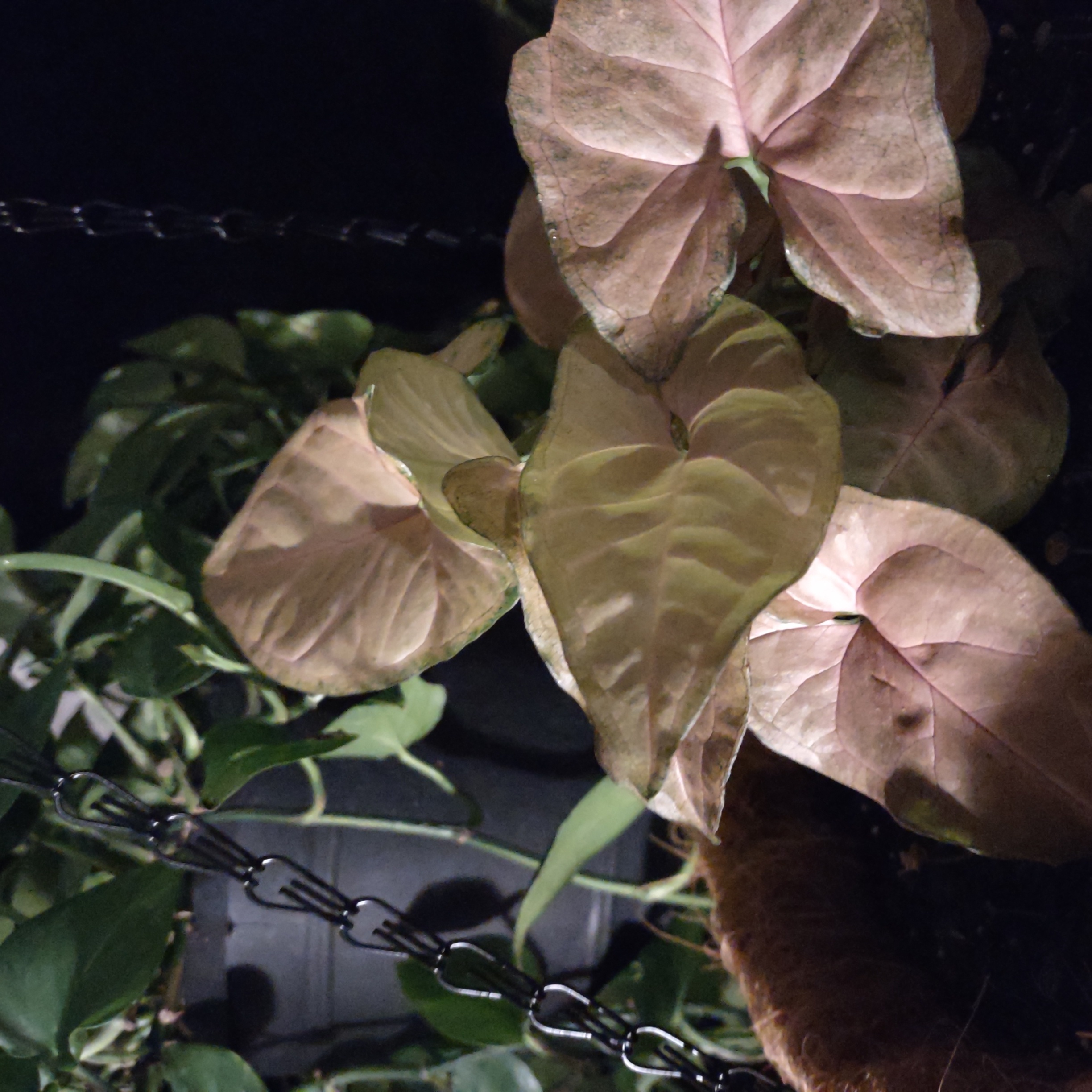 Pink Arrowhead Vine with some yellowing and browning leaves in a hanging basket.