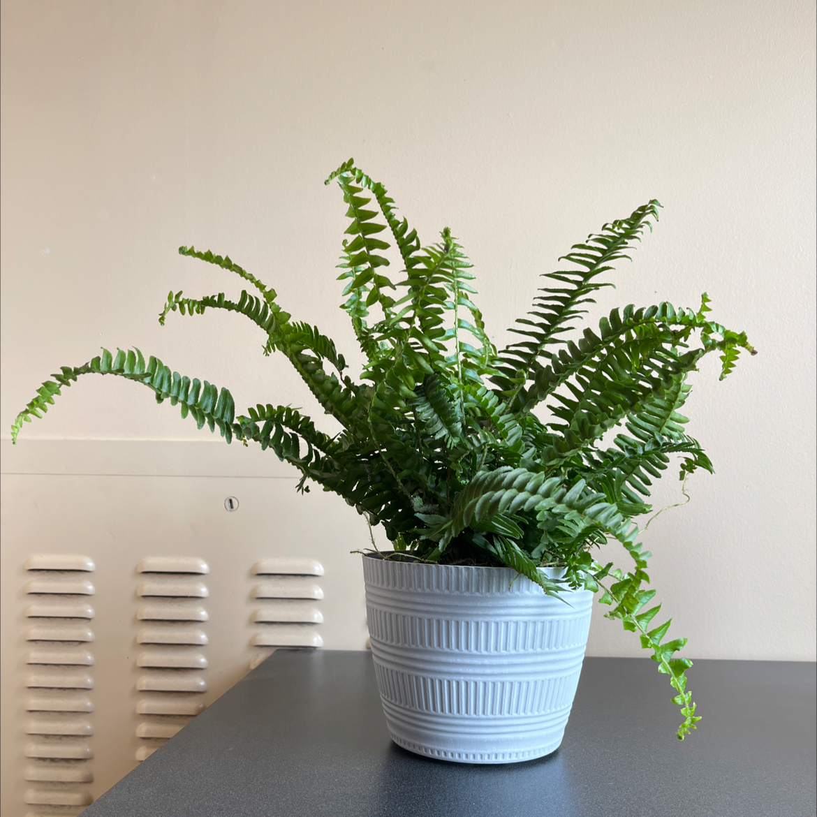 Kimberly Queen Fern in a white pot on a dark surface, appearing healthy.
