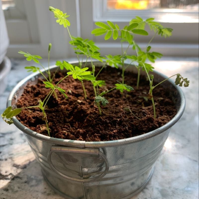💧 Why Are My Marigold Leaves Droopy?