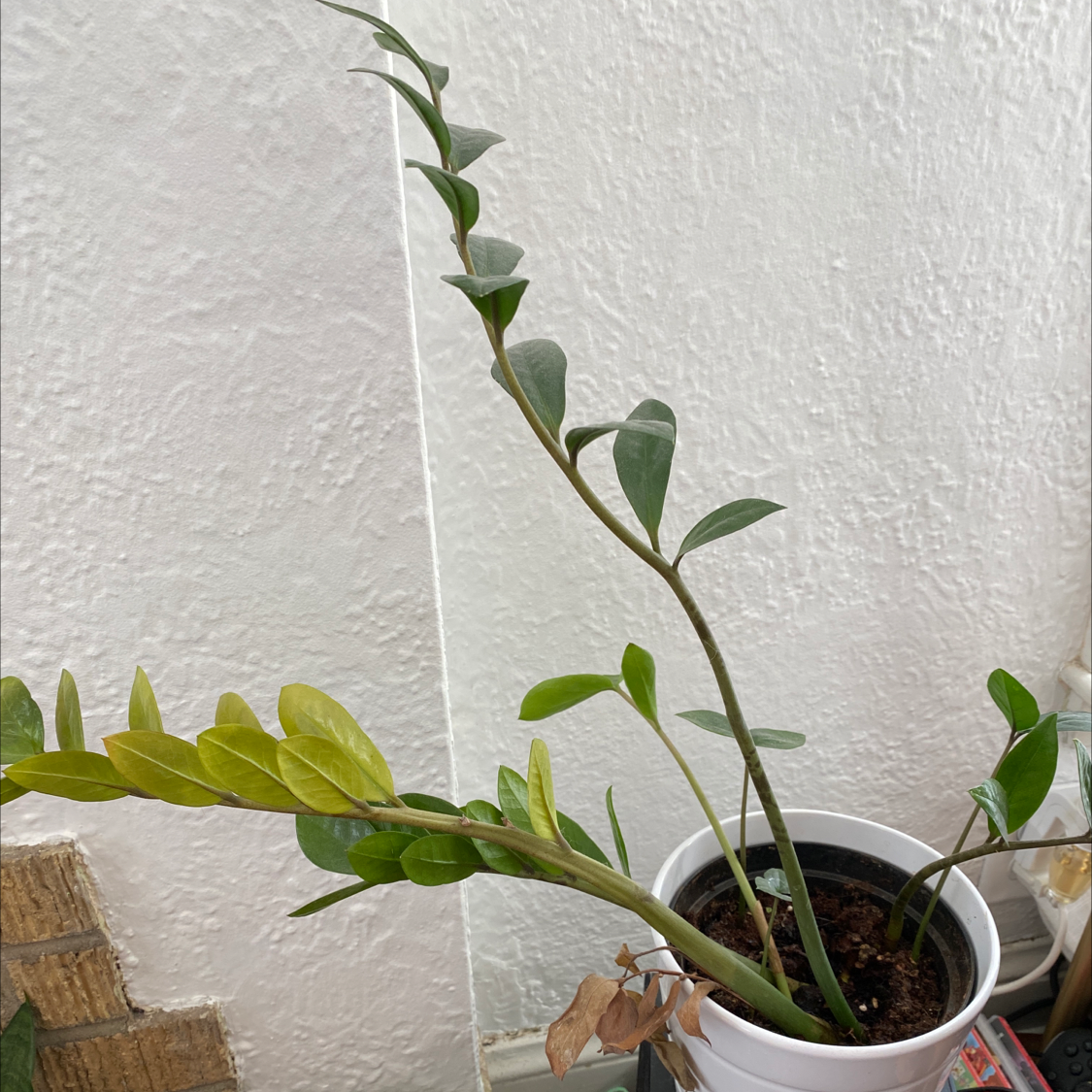 Zamioculcas Zamiifolia plant photo by Judith named Zanthippy on Greg, the plant care app.