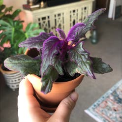 Purple Velvet Plant plant