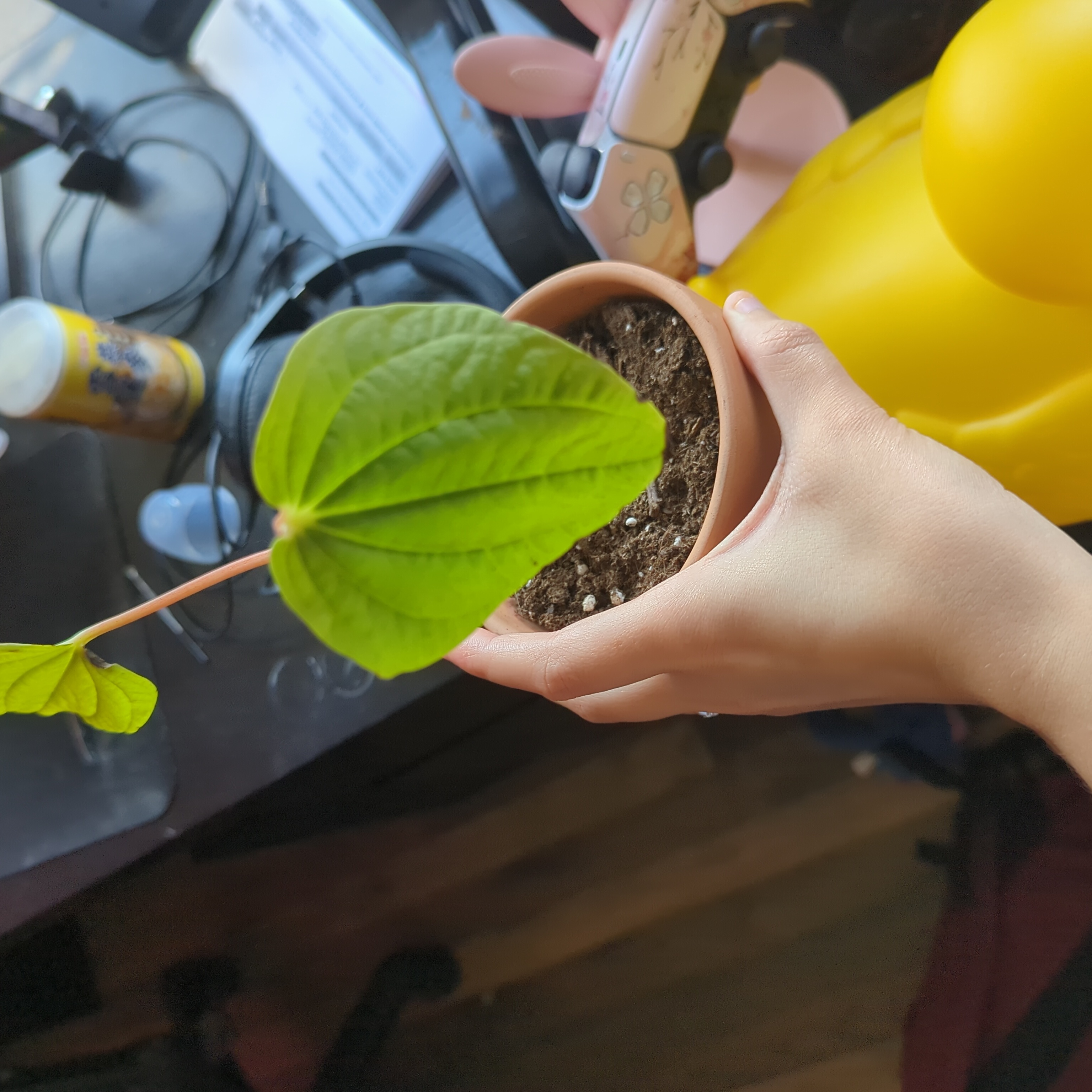 A hand holding a potted Philodendron cordatum with green, heart-shaped leaves.