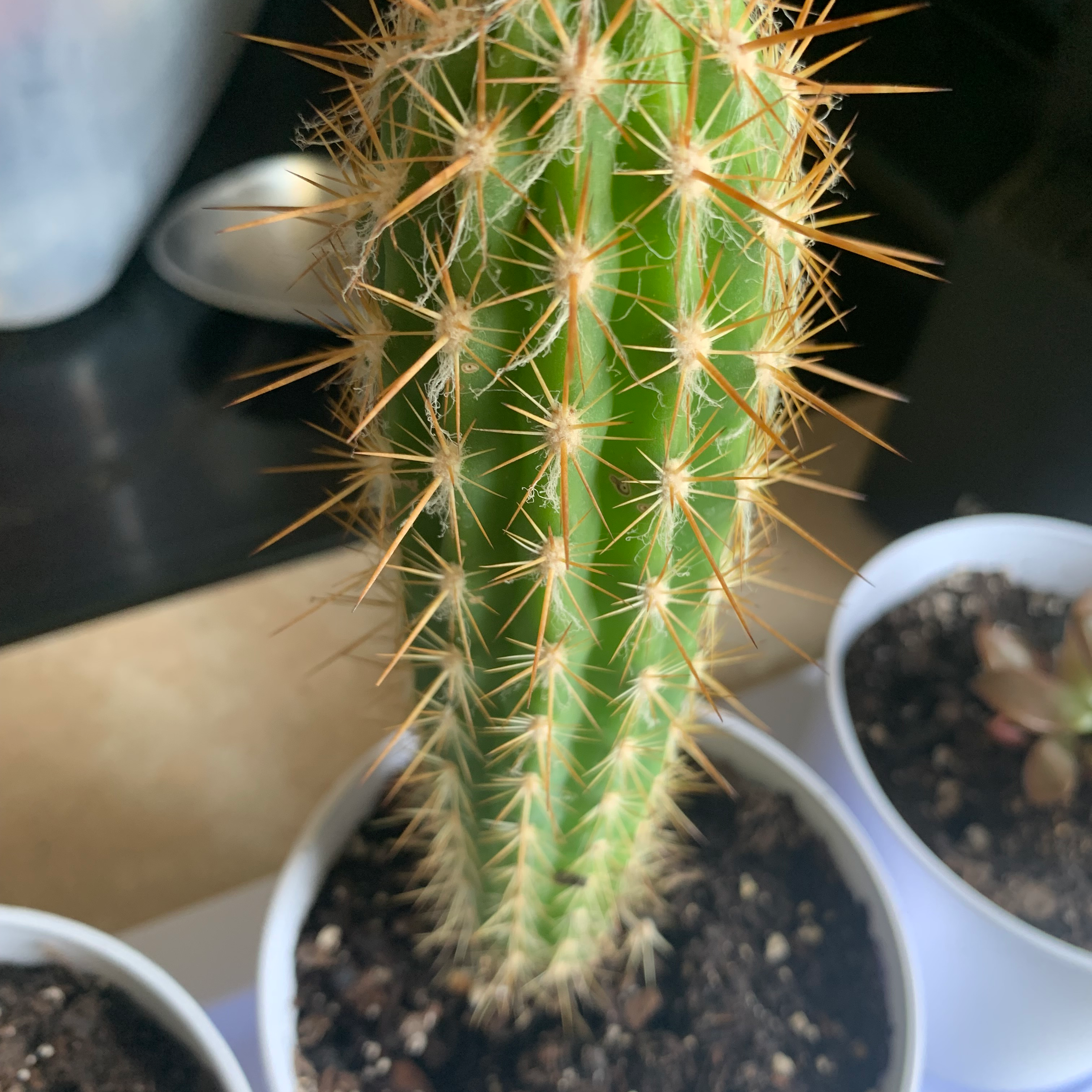 Photo of the plant species Haageocereus decumbens by @FerventDwarf named Lil Prick on Greg, the plant care app