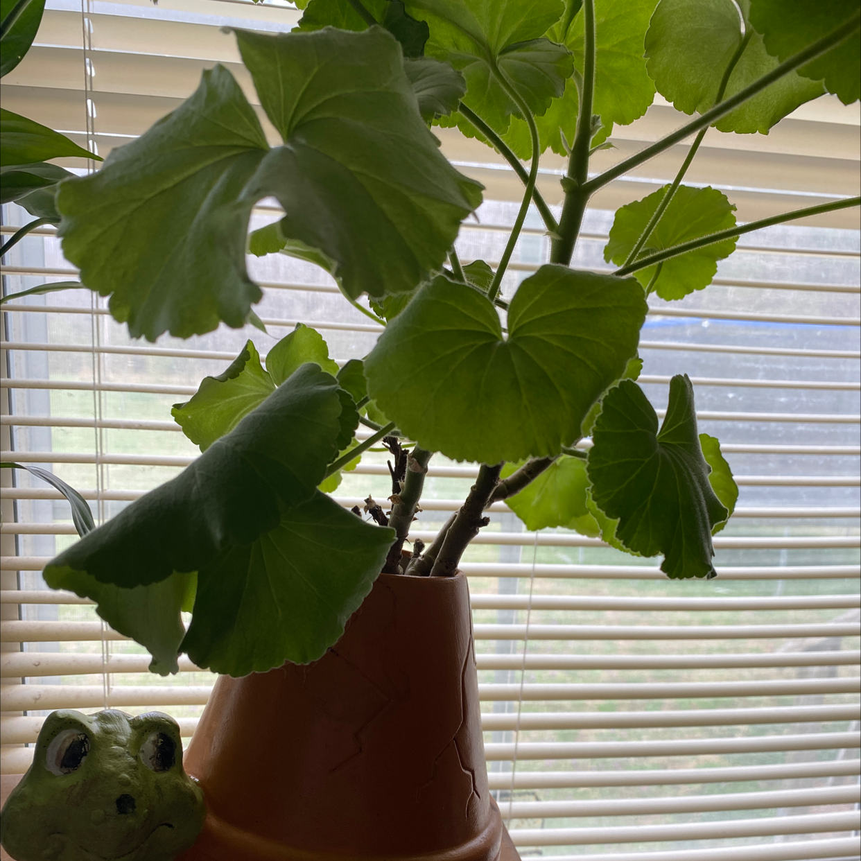 Zonale Geranium plant in a pot near a window with blinds, healthy green leaves.