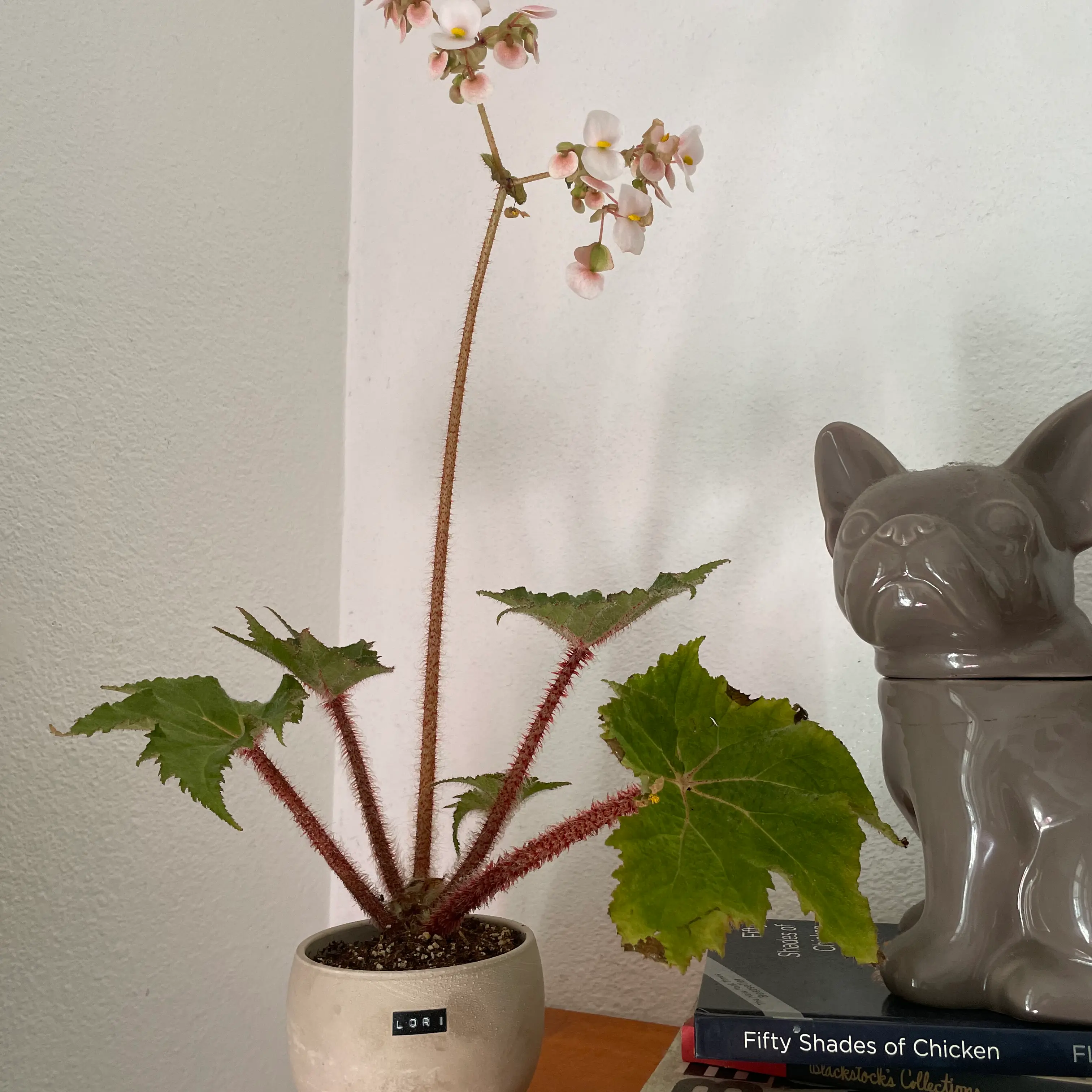 Photo of the plant species Begonia heracleifolia by @StarBacopa named Lori on Greg, the plant care app