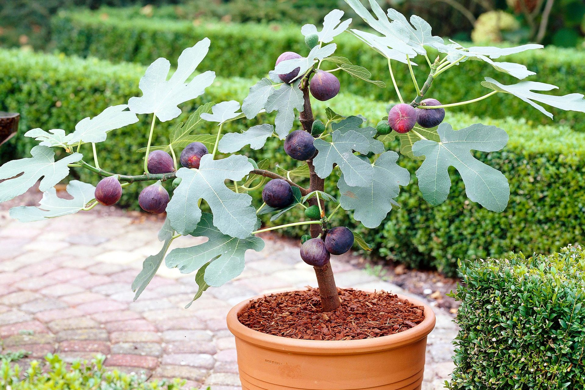 Photo of the plant species Negronne Fig by @DesignerTobacco named Doja Cat on Greg, the plant care app