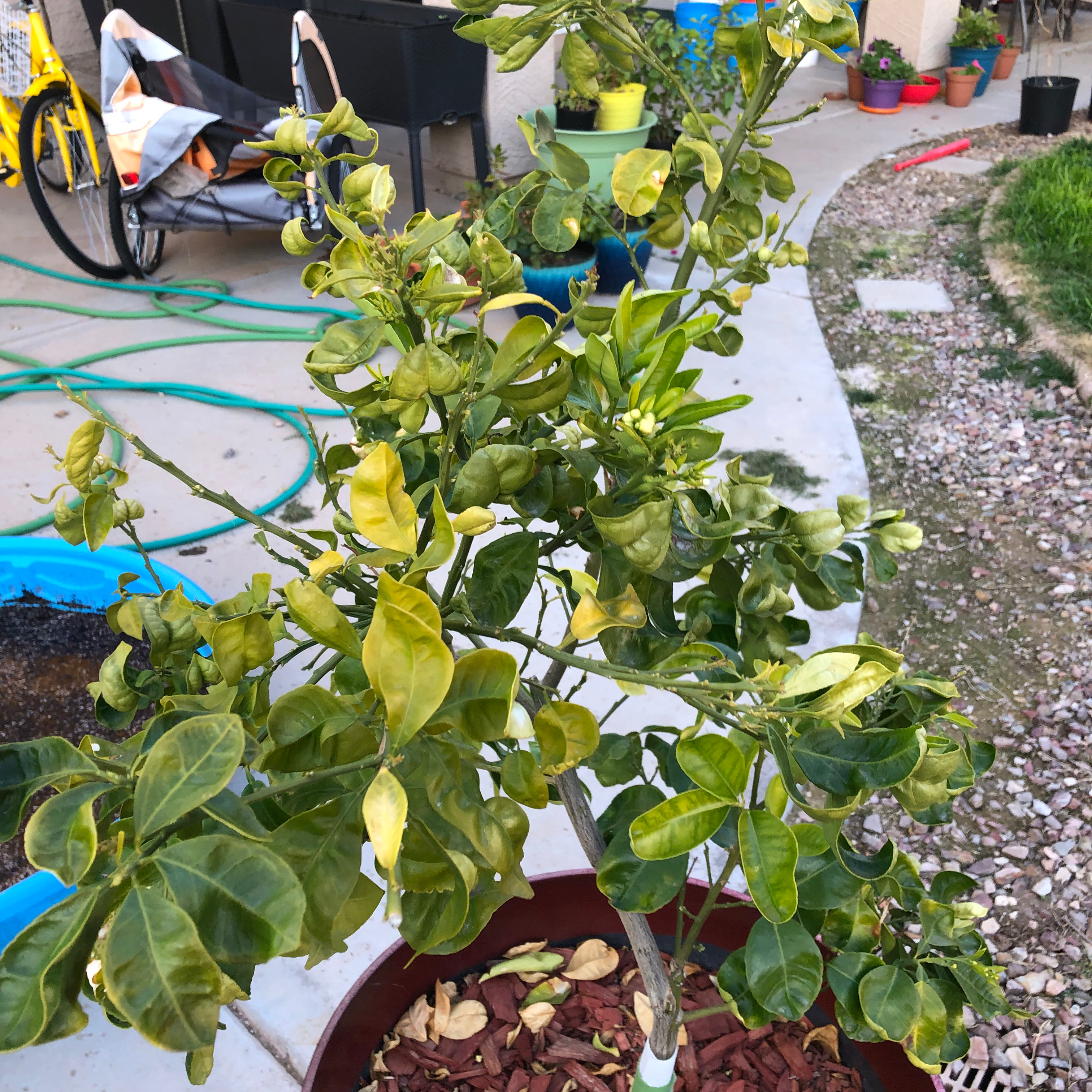 🍊 Why Are My Grapefruit Tree Leaves Turning Yellow?